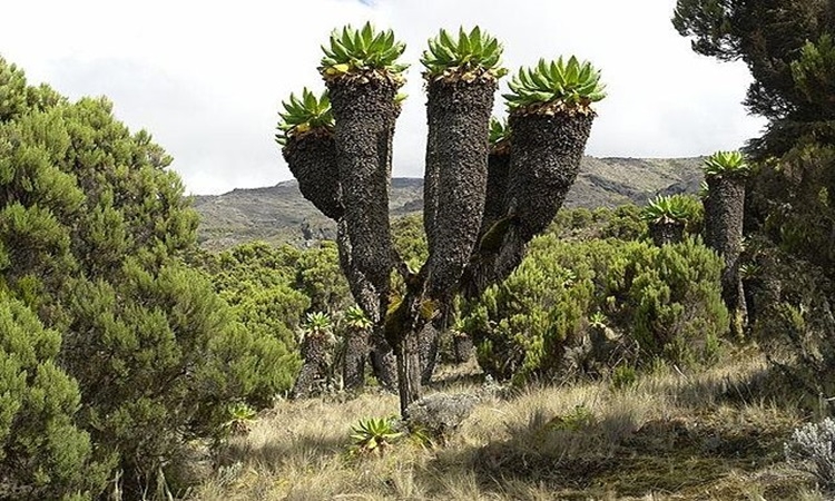 VNETree-1749640088-2546-1749640128.jpg