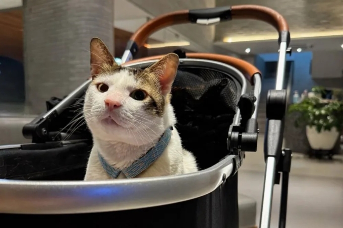 Bobby, mèo cưng của Tổng thống Prabowo. Ảnh: Malay Mail