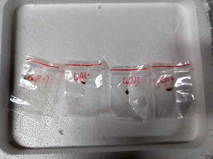 Mẫu nấm Fusarium graminearum được Liu mang vào Mỹ năm 2024.