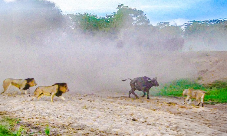 Cuộc Chiến Giữa Hai Bầy Sư Tử Giúp Trâu Rừng Thoát Thân