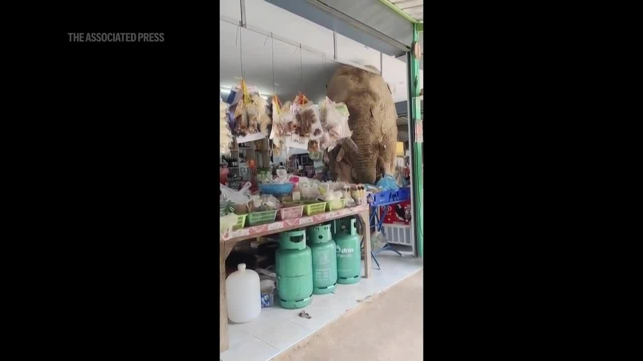 Voi hoang dã vào cửa hàng tạp hóa tìm kiếm thức ăn